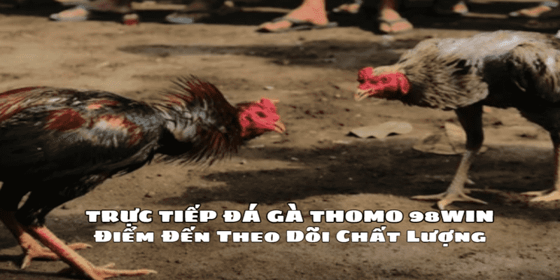 trực tiếp đá gà thomo 98win