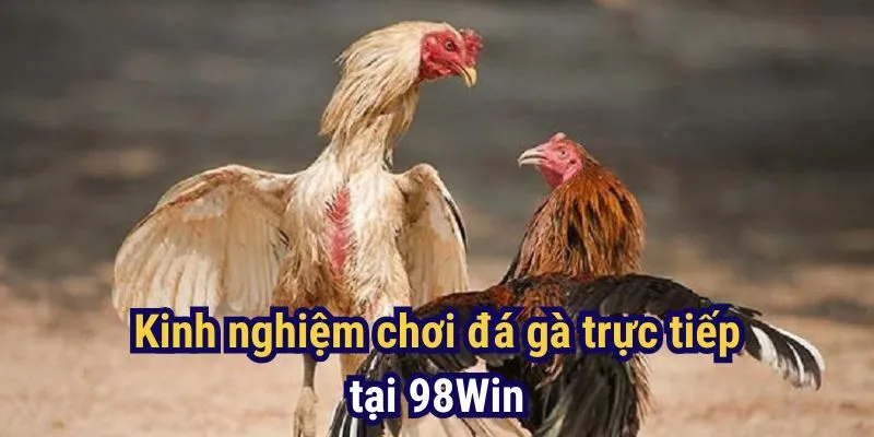 Cách giành chiến thắng khi chơi đá gà trực tiếp tại 98Win