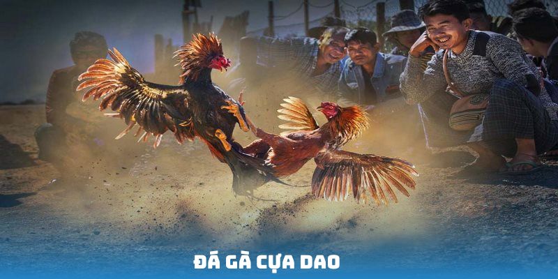 đá gà cựa dao 98win