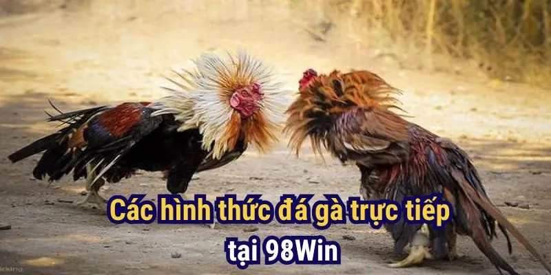 Đá gà trực tiếp tại 98Win với đa dạng hình thức