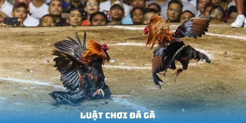 Luật chơi đá gà mà bất kỳ ai cũng cần nên biết