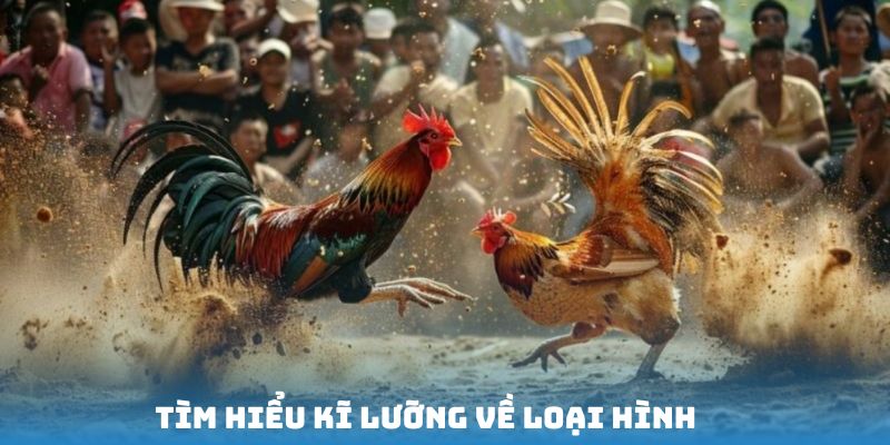 Tìm hiểu kỹ lưỡng về loại hình đá gà cựa dao