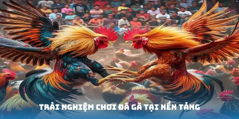 Trải nghiệm chơi đá gà chính hãng tại nền tảng